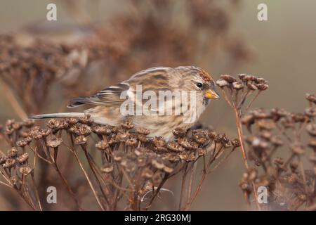 Redpoll comune - Taiga-BIrkenzeisig - Carduelis flammea flammea Foto Stock