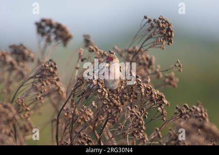 Redpoll comune - Taiga-BIrkenzeisig - Carduelis flammea flammea, Germania Foto Stock