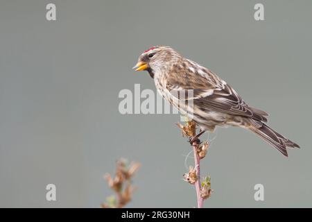 Redpoll comune - Taiga-BIrkenzeisig - Carduelis flammea flammea, Germania Foto Stock