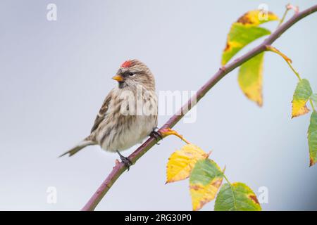 Redpoll comune - Taiga-BIrkenzeisig - Carduelis flammea flammea, Germania Foto Stock