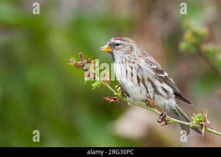 Redpoll comune - Taiga-BIrkenzeisig - Carduelis flammea flammea, Germania Foto Stock