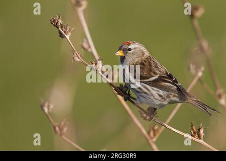 Redpoll comune - Taiga-BIrkenzeisig - Carduelis flammea flammea, Germania Foto Stock