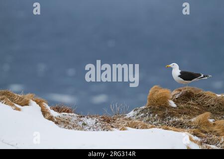 Grande nero-backed Gull, Grote Mantelmeeuw, Larus marinus, Norvegia, adulti Foto Stock