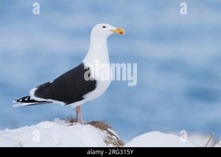 Grande nero-backed Gull, Grote Mantelmeeuw, Larus marinus, Norvegia, adulti Foto Stock