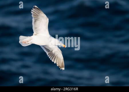 Grande nero-backed Gull, Grote Mantelmeeuw, Larus marinus, Norvegia, adulti Foto Stock