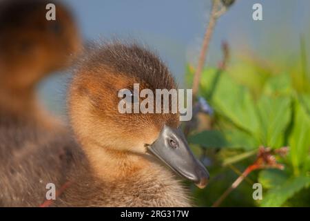 Fischione, Smient, Mareca penelope, Islanda, anatroccolo Foto Stock