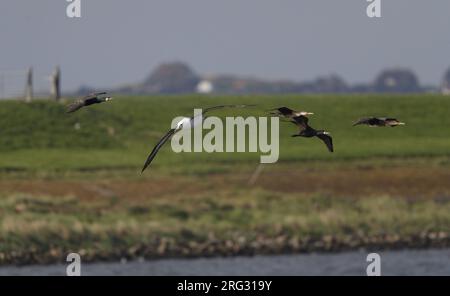 Albatross dalla sopracciglia nera (Thalassarche melanophris) che vola tra il gregge di cormorani a Sylt, in Germania Foto Stock