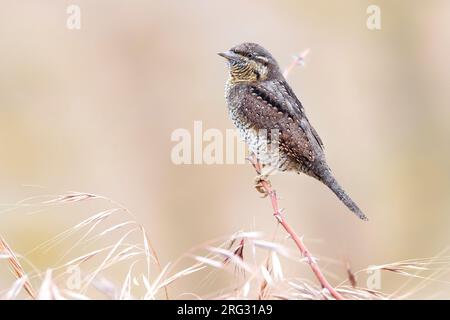 Eurasiatico Wryneck, Jynx torquilla, in Italia. Foto Stock