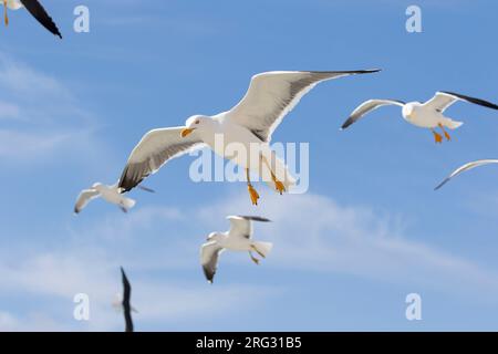Un gruppo di piccoli gabbiani neri è sospeso a mezz'aria mentre stanno seguendo il traghetto per l'isola di Texel. Foto Stock