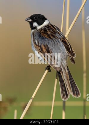 Mannetje Volwassen Rietgors; maschio adulto Reedbunting Foto Stock