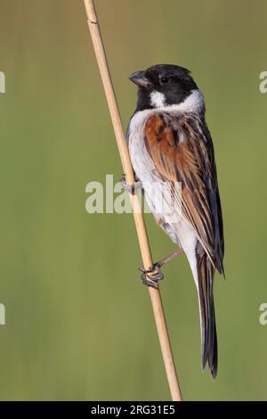 Mannetje Volwassen Rietgors; maschio adulto Reedbunting Foto Stock