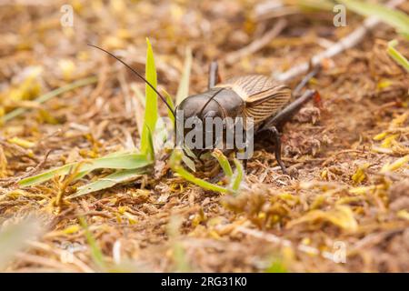Campo da cricket; Gryllus campestris Foto Stock