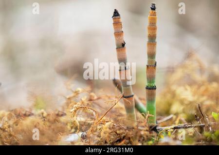 Equiseto ruvida, Equisetum hyemale Foto Stock