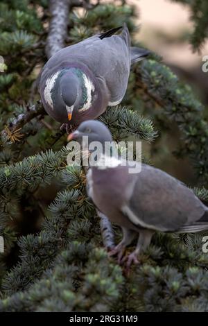 Un paio di piccione di legno (Columba palumbus) seduto su un albero a Schaerbeek, Bruxelles, Brabante, Belgio. Foto Stock