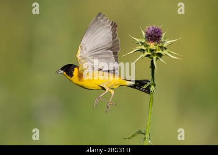 A testa nera Bunting; Emberiza melanocephala Foto Stock