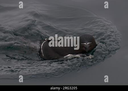 Razorbill (Alca torda), adulti che nuotano nella Norvegia artica Foto Stock