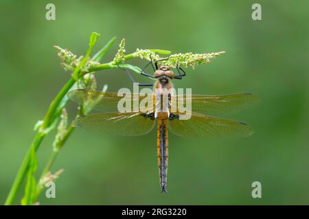 Due Dragonfly maculate, Tweevlek, Epitheca bimaculata Foto Stock