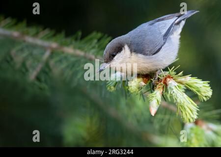 Pygmy Nuthatch (Sitta pygmaea) in Nord America. Foto Stock