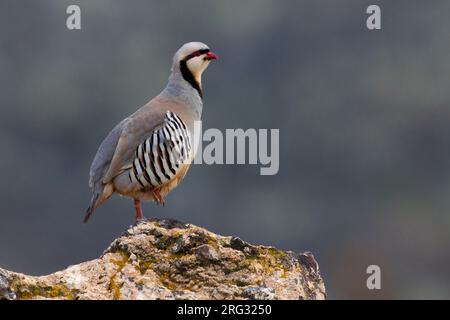 Aziatische Steenpatrijs staand op marcisce, Chukar arroccato al rock Foto Stock