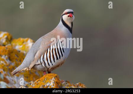 Aziatische Steenpatrijs staand op marcisce, Chukar arroccato al rock Foto Stock