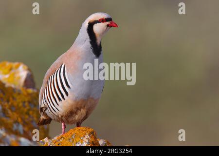 Aziatische Steenpatrijs staand op marcisce, Chukar arroccato al rock Foto Stock