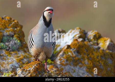 Aziatische Steenpatrijs staand op marcisce, Chukar arroccato al rock Foto Stock