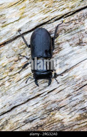 Scarabeo minore, Klein vliegend hert, Dorcus parallelipipedus Foto Stock