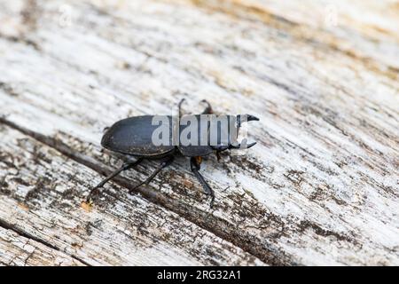 Scarabeo minore, Klein vliegend hert, Dorcus parallelipipedus Foto Stock