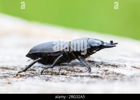 Scarabeo minore, Klein vliegend hert, Dorcus parallelipipedus Foto Stock