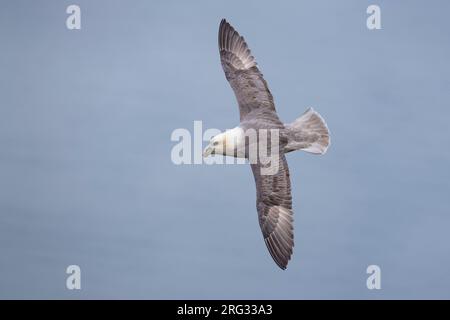 Fulmar settentrionale (Fulmarus glacialis auduboni) nella colonia riproduttiva costiera dell'Islanda. Foto Stock