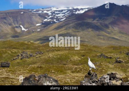 La roccia islandese Ptarmigan (Lagopus mutus islandorum) è una sottospecie endemica dell'Islanda. Maschio arroccato su roccia esposta con paesaggio montano nel bac Foto Stock