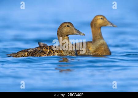 Due Eiders comuni femminili (Somateria mollissima borealis) durante la primavera in Islanda. Nuota su un lago tundra. Foto Stock