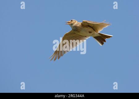 Veldleeuwerik tijdens zangvlucht; Eurasian allodola in volo di canzone Foto Stock