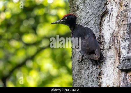 Picchio nero maschio, Dryocopus martius martius) su un albero, Forêt de Soignes, Watermael Boistfort, Bruxelles, Brabante, Belgio. Foto Stock