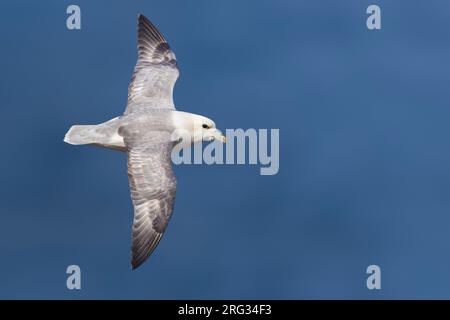 Fulmar settentrionale (Fulmarus glacialis auduboni) nella colonia riproduttiva costiera dell'Islanda. Foto Stock