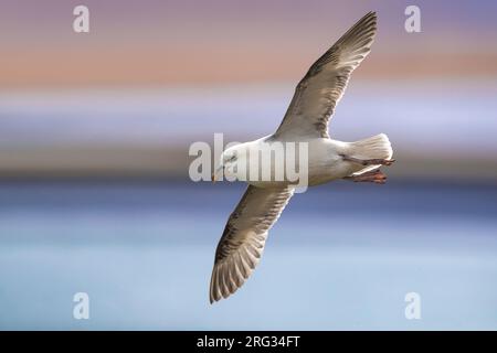 Fulmar settentrionale (Fulmarus glacialis auduboni) nella colonia riproduttiva costiera dell'Islanda. Foto Stock