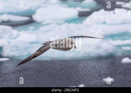 Un Fulmar blu sopra il ghiaccio della Groenlandia Foto Stock