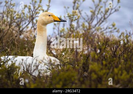 Cigno di Whooper islandese (Cygnus cygnus islandicus) durante la primavera sulla tundra dell'Islanda. Riproduzione sul suo nido. Foto Stock