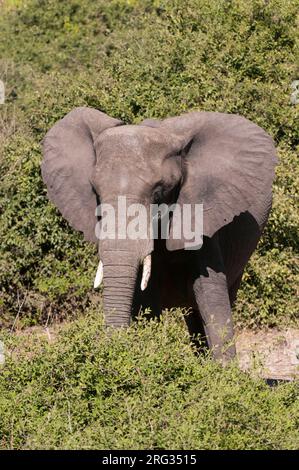 Ritratto di un elefante africano, Loxodonta Africana, nel pennello. Parco Nazionale di Chobe, Kasane, Botswana. Foto Stock