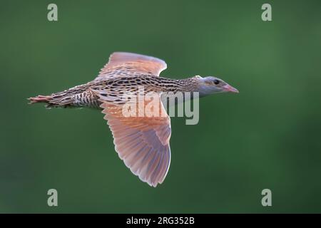 Cavallo di mais maschio adulto (Crex crex) che vola, vista laterale dell'uccello che mostra le parti superiori su sfondo verde Foto Stock