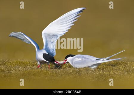 Coppia di terne artiche (Sterna paradisaea) in piumaggio riproduttivo in Islanda durante la primavera. Consegna del cibo durante il corteggiamento. Foto Stock