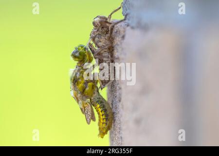 Nuovo inseguitore dal cast di ninfe Foto Stock