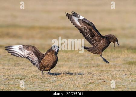 Mostra due grandi Skuas (Catharacta skua) in habitat di riproduzione sulla tundra artica dell'Islanda durante la tarda primavera. Foto Stock