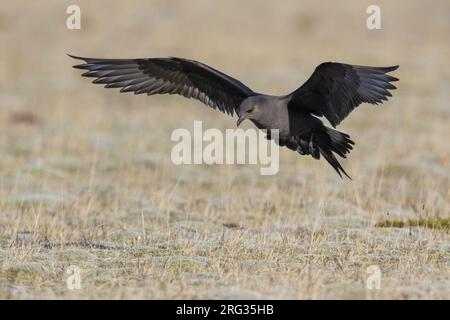 Jaeger parassita (Stercorarius parasiticus), morfo scuro adulto in volo, Regione meridionale, Islanda Foto Stock