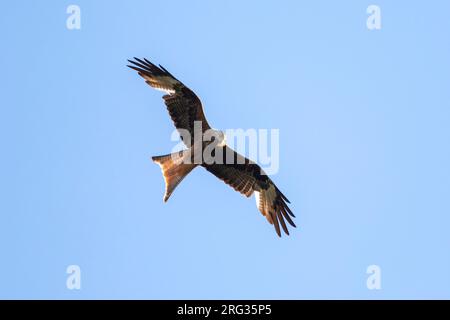 Red Kite, Rode Wouw, Milvus milvus Foto Stock