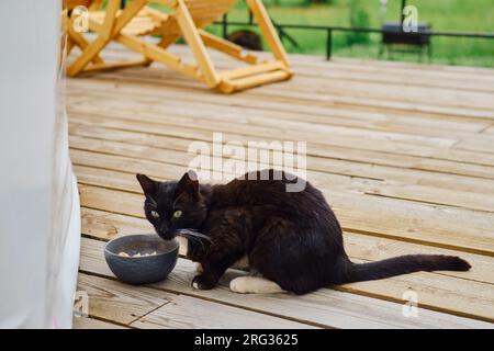 Il gatto nero mangia cibo da una ciotola vicino alla casa Foto Stock