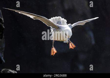 Fulmar settentrionale (Fulmarus glacialis auduboni) nella colonia riproduttiva costiera dell'Islanda. Foto Stock