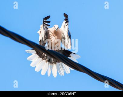 Colomba erasiatica (Streptopelia decaocto) sull'isola greca di Lesbo. Atterraggio su un cavo stradale. Foto Stock