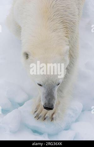 Vista dall'alto di un orso polare (Ursus maritimus) sul ghiaccio prelevato dalla prua della nave. Calotta di ghiaccio polare nord, oceano artico Foto Stock