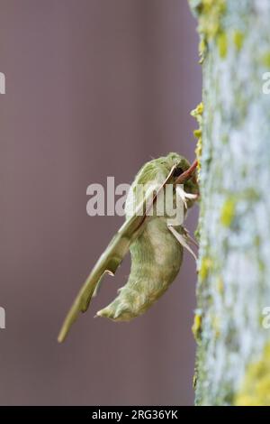 Lime Hawkmoth, Lindepijlstaart, Mimas tiliae male Foto Stock